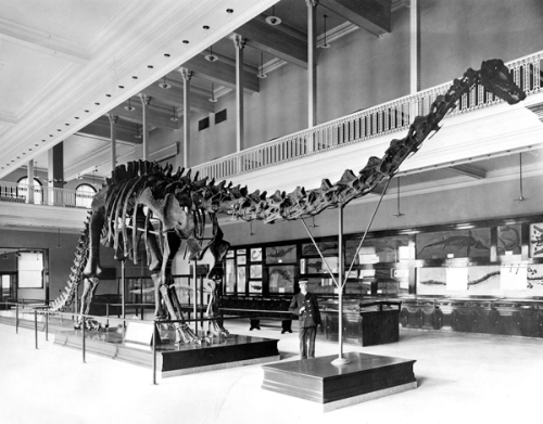 The original CMNH Diplodocus mount, in the hall built specifically to accomodate it. Source