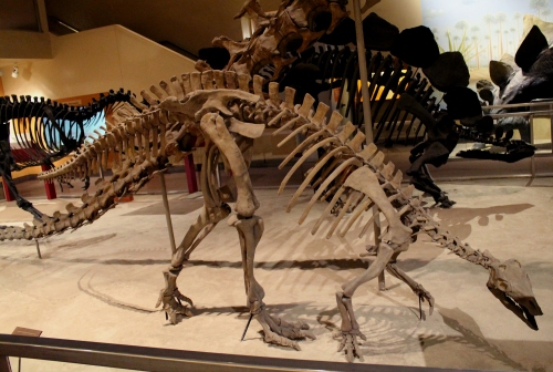 This cast replaced the original Camptosaurus mount in 2010. Photo by the author.