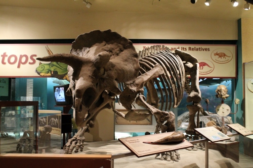 Triceratops at the National Museum of Natural History.