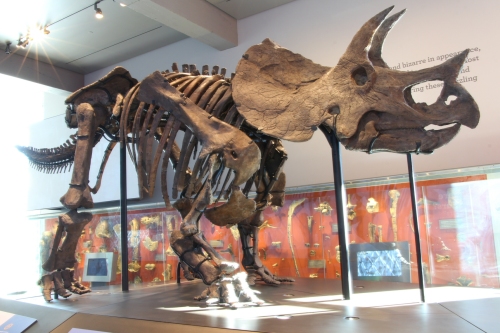 LACM Triceratops mount. Photo by Heinrich Mallison, many more here.