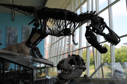 Full skeleton cast of Peck's Rex, accompanied by skull cast of the Nation's T. rex. Photo by the author.