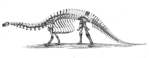 Marsh's Brontosaurus