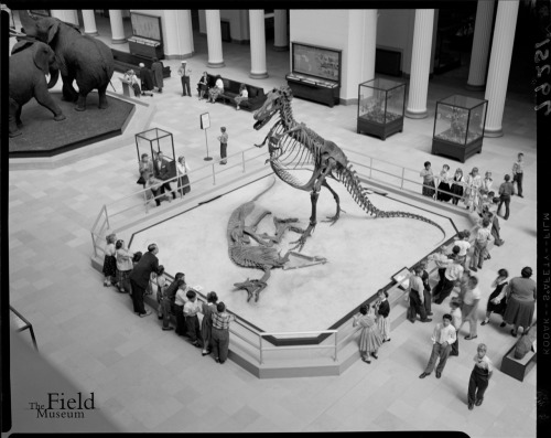 Gorgo in Stanley Field Hall. Photo courtesy of Field Museum Photo Archives.