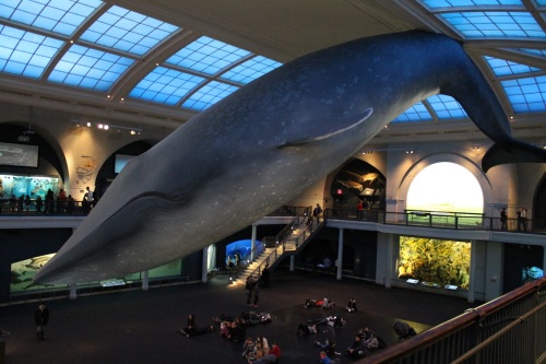 Blue whale model at AMNH. Photo by the author.