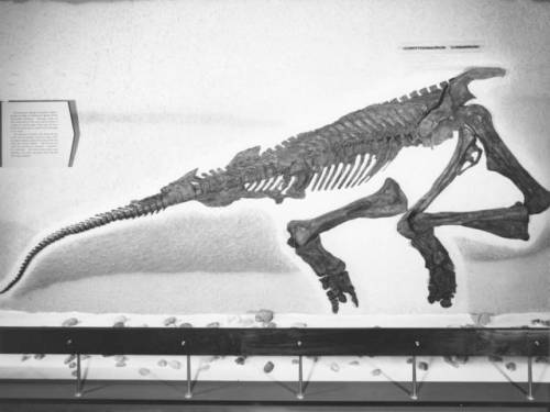 Corythosaurus as seen in 1960s