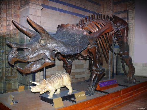 Triceratops at the Natural History Museum, London.