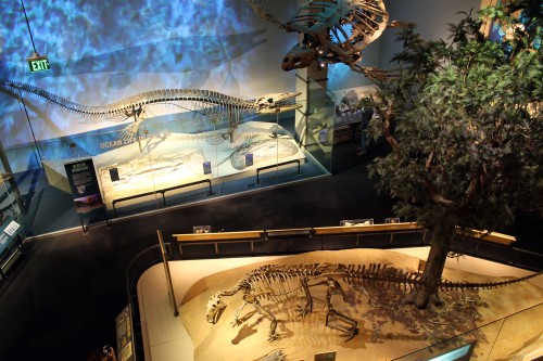 mosasaur and texas ornithiscians