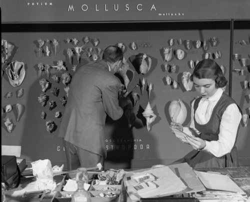 Back to basics: a phylogeny-based mollusc exhibit is installed in 1952. Source