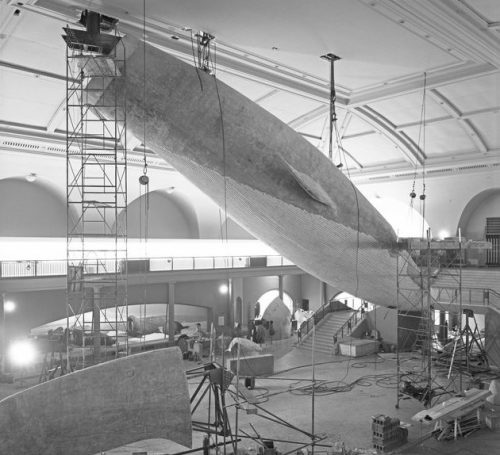 installing the amnh whale mk 2 