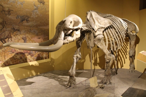 Stegomastodon in 2014. Photo by the author.