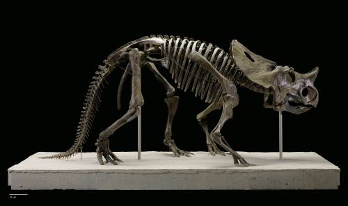 Brachyceratops/Rubeosaurus