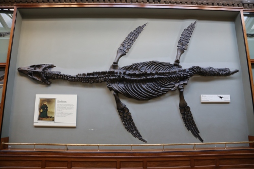 Rhomaleosaurus cast at the London Museum of Natural History.