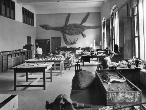 USNM prep lab 1913